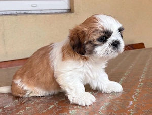 Shih tzu cățeluși - imagine 4