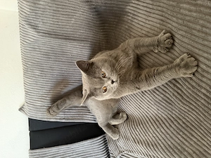 Motan British Shorthair Blue  - imagine 2