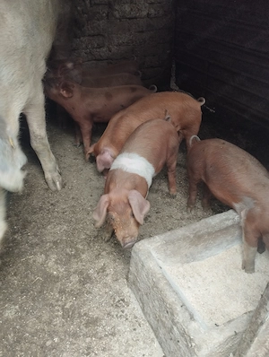 Purcei duroc metis
