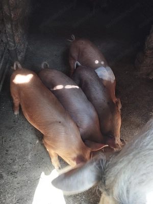 Purcei duroc metis - imagine 2