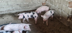 Purcei de vânzare  in vârstă  de 7 săptămâni  preț 600 buc - imagine 3