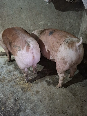 Vând 2 porci roșii 
