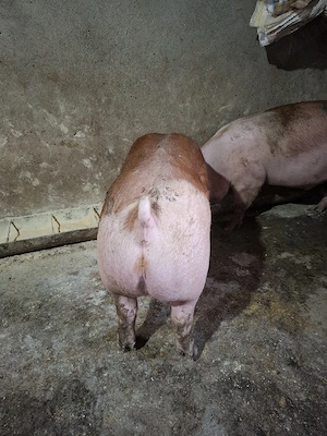 Vând 2 porci roșii  - imagine 2