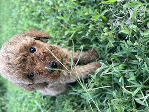 Poodle rasa pura, mascul
