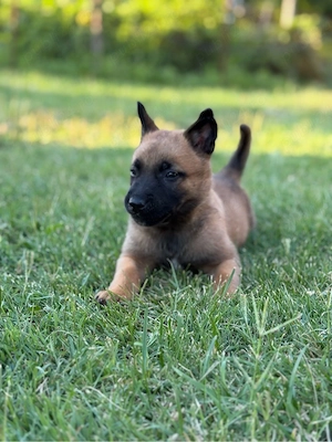 belgian malinois - imagine 2