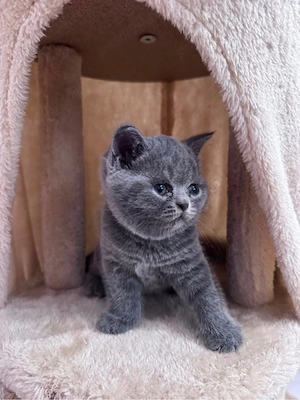 Pisici British Shorthair - imagine 2