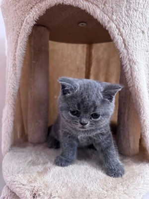 Pisici British Shorthair - imagine 4