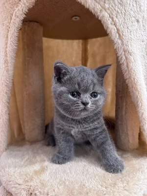Pisici British Shorthair - imagine 3