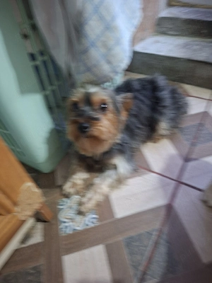 bichon havanez femelă 