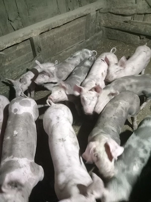 De vinzare