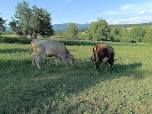 Vaci de vânzare 
