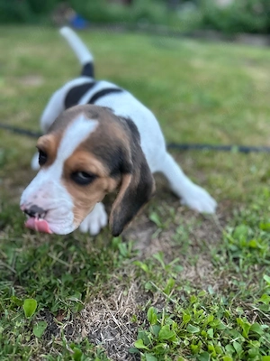 Vand catelusa beagle tricolor - imagine 4