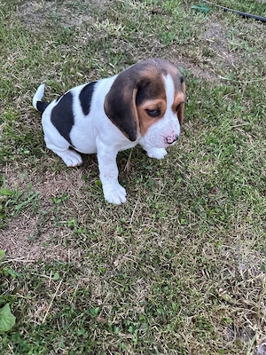 Vand catelusa beagle tricolor