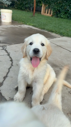 Pui Golden Retriever - imagine 4