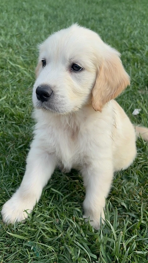 Pui Golden Retriever - imagine 2