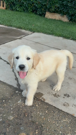 Pui Golden Retriever - imagine 5