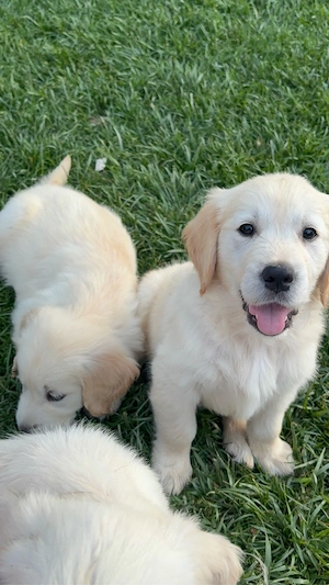 Pui Golden Retriever - imagine 3