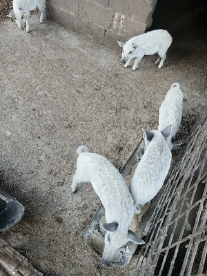 Purcei și grăsuni de Mangalița 