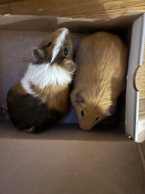 2 Porcusori de Guineea + Cusca 1,5mx50cm + Utilitati