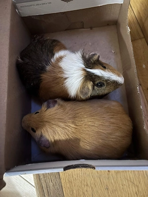 2 Porcusori de Guineea + Cusca 1,5mx50cm + Utilitati