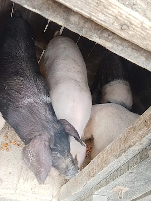 vand porci - imagine 5