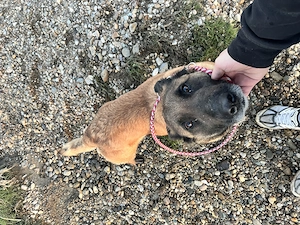 Donez urgent Ciobănesc Malinois pentru pază   Foarte agresivă   Exclusiv curte