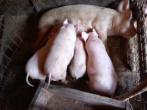 Purcei de vânzare   