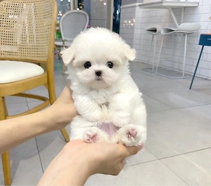 Bichon maltez mini toy 