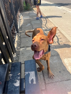 mascul vijla maghiara pedigree visla - imagine 2