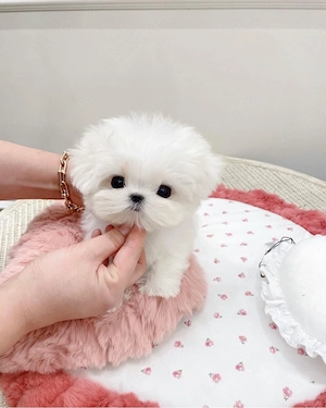 Bichon maltez mini toy  - imagine 2