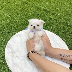 Bichon maltez mini toy 