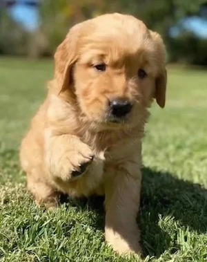 Golden Retriever Red   Pui deosebiți, în căutarea unei familii iubitoare! 