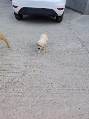 Vand labrador retriever gold cu parul scurt - imagine 3