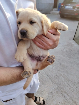 Vand labrador retriever gold cu parul scurt