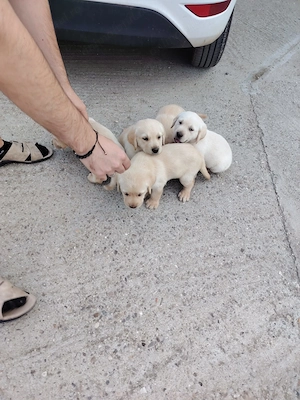 Vand labrador retriever gold cu parul scurt - imagine 5