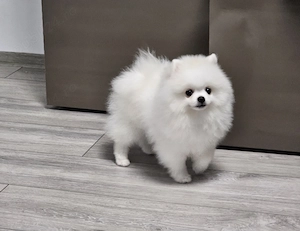 POMERANIAN MINI Alb - canisă de renume - imagine 3