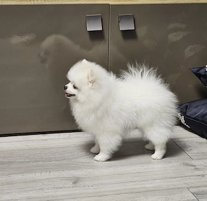 POMERANIAN MINI Alb - canisă de renume - imagine 4