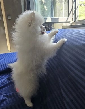 POMERANIAN MINI Alb - canisă de renume - imagine 5
