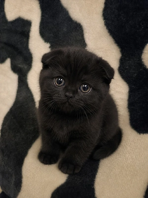 scottish fold! negru!!!