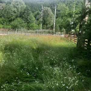 Teren superb 1081 mp Malaia, Vâlcea - imagine 5