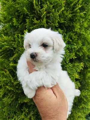 Pui Bichon 2 luni jumate