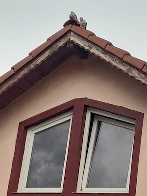 Vanzare casa iohanisfeld!! - imagine 7