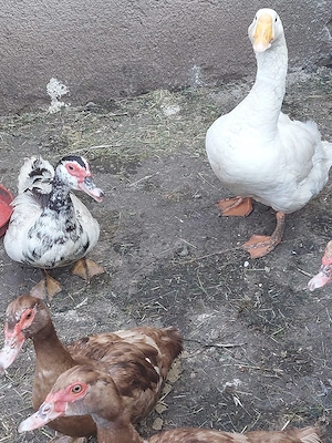 gâsca leșească 