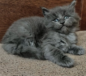 Maine Coon 