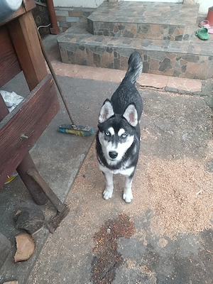 Femela Husky Siberian 10 luni - imagine 3