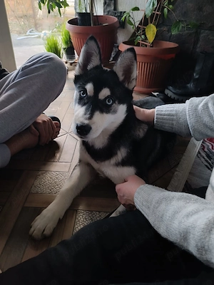 Femela Husky Siberian 10 luni - imagine 2