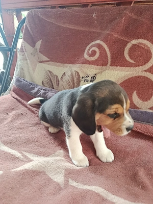vand catei beagle tricolor - imagine 5