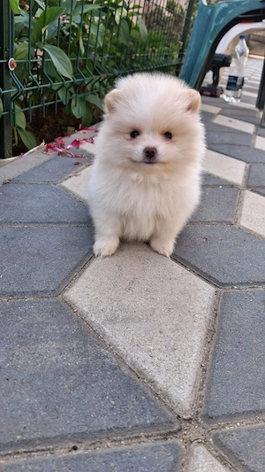 Pomeranian mini spitz