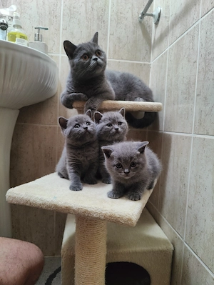 Pui British Shorthair de vânzare   2 fetițe și 1 băiețel, disponibili din 22 iulie - imagine 4