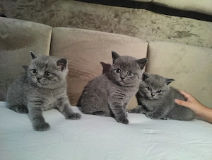 Pui British Shorthair de vânzare   2 fetițe și 1 băiețel, disponibili din 22 iulie - imagine 3